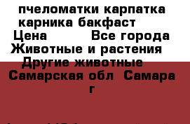 пчеломатки карпатка карника бакфаст F-1 › Цена ­ 800 - Все города Животные и растения » Другие животные   . Самарская обл.,Самара г.